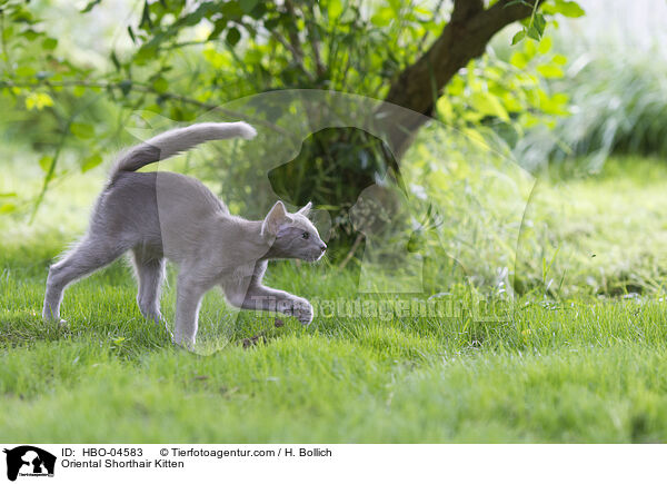 Oriental Shorthair Kitten / HBO-04583