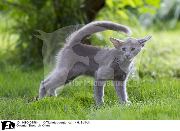 Oriental Shorthair Kitten / HBO-04584