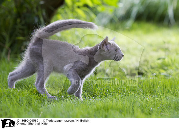 Oriental Shorthair Kitten / HBO-04585