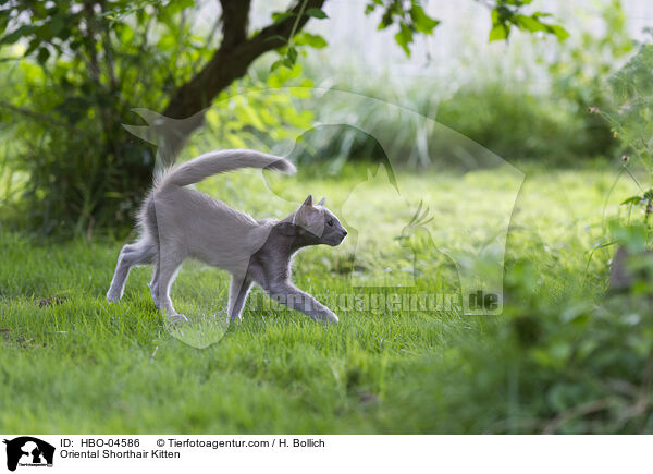 Orientalisch Langhaar Ktzchen / Oriental Shorthair Kitten / HBO-04586