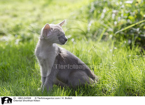 Oriental Shorthair Kitten / HBO-04588