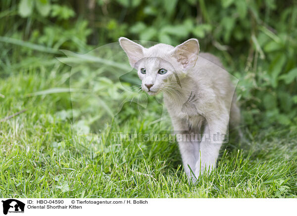 Oriental Shorthair Kitten / HBO-04590
