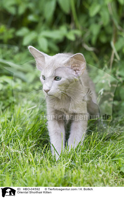 Oriental Shorthair Kitten / HBO-04592