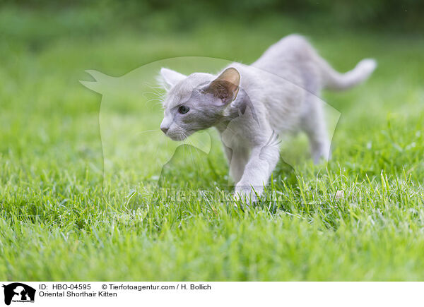 Orientalisch Langhaar Ktzchen / Oriental Shorthair Kitten / HBO-04595