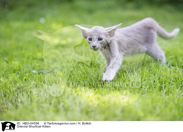 Oriental Shorthair Kitten / HBO-04596