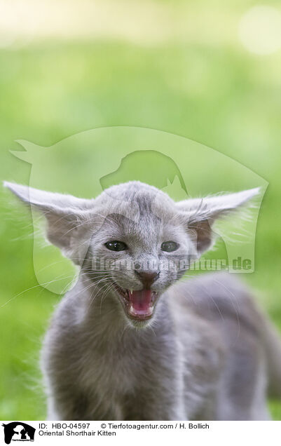 Orientalisch Langhaar Ktzchen / Oriental Shorthair Kitten / HBO-04597