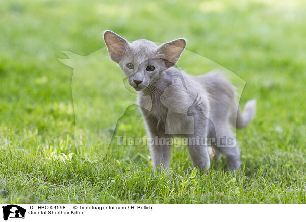 Oriental Shorthair Kitten / HBO-04598