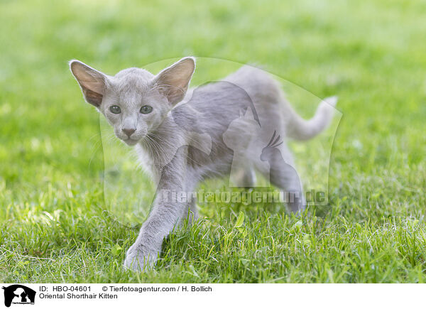 Oriental Shorthair Kitten / HBO-04601