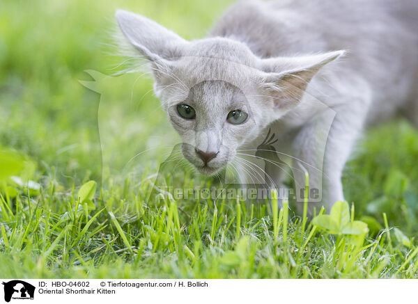 Oriental Shorthair Kitten / HBO-04602
