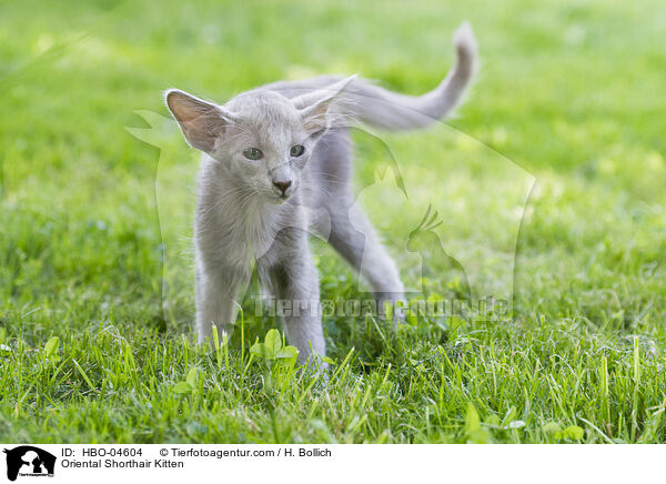 Orientalisch Langhaar Ktzchen / Oriental Shorthair Kitten / HBO-04604