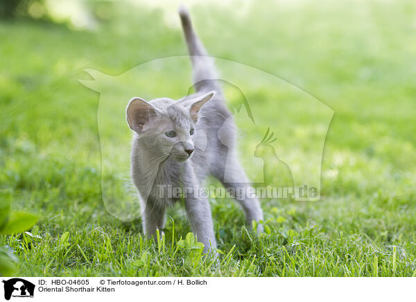 Oriental Shorthair Kitten / HBO-04605