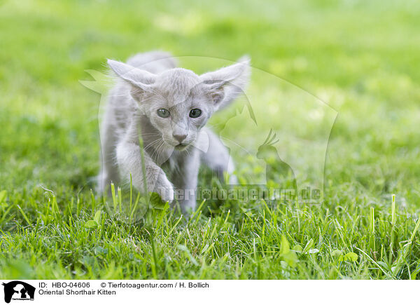 Oriental Shorthair Kitten / HBO-04606