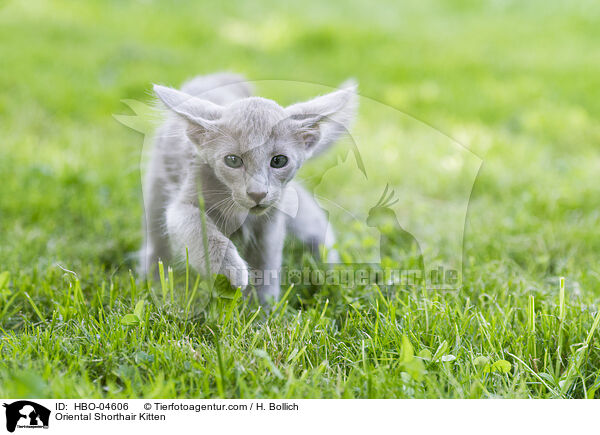 Orientalisch Langhaar Ktzchen / Oriental Shorthair Kitten / HBO-04606