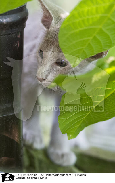 Oriental Shorthair Kitten / HBO-04615