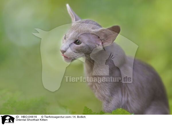 Oriental Shorthair Kitten / HBO-04616