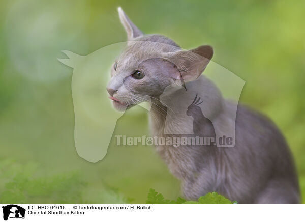 Orientalisch Langhaar Ktzchen / Oriental Shorthair Kitten / HBO-04616