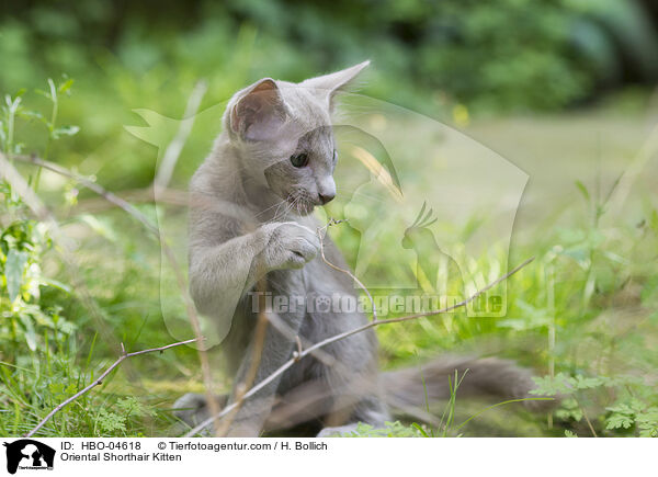Oriental Shorthair Kitten / HBO-04618