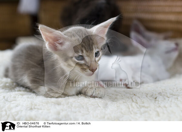 Orientalisch Langhaar Ktzchen / Oriental Shorthair Kitten / HBO-04676