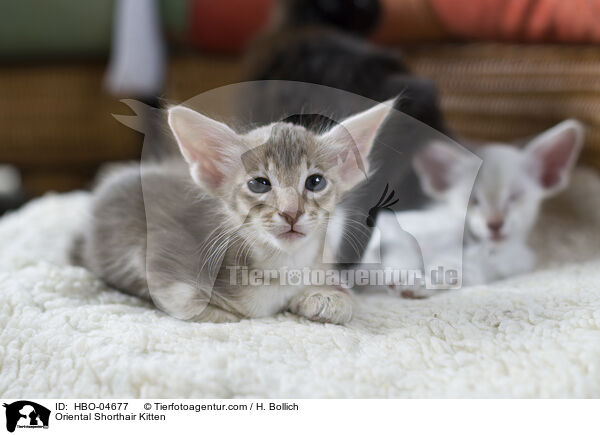 Oriental Shorthair Kitten / HBO-04677