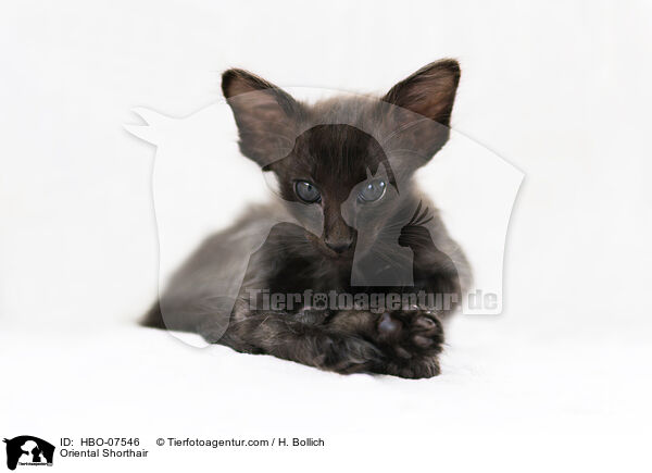 Oriental Shorthair / HBO-07546