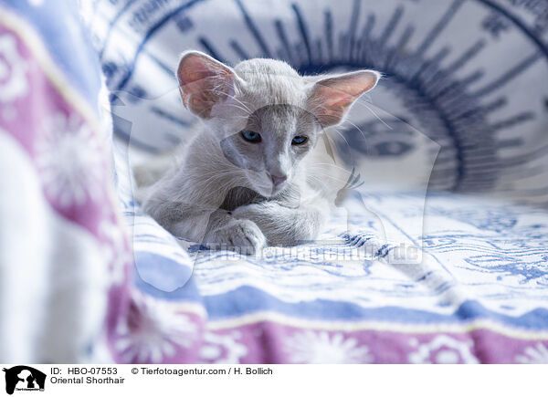 Oriental Shorthair / HBO-07553