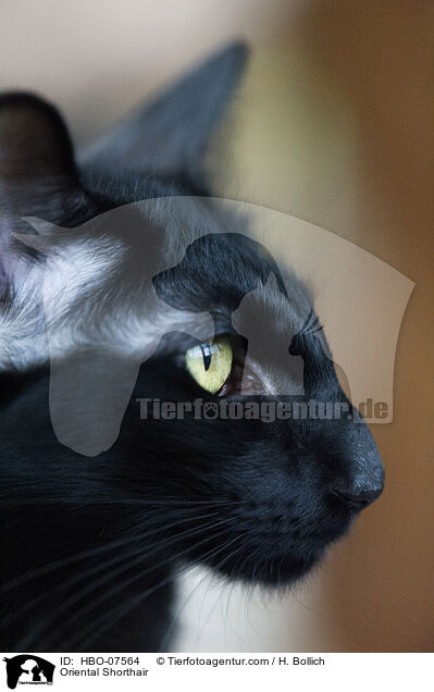 Oriental Shorthair / HBO-07564