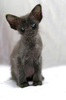 Oriental Longhair Kitten