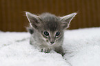 lying Oriental Longhair Kitten