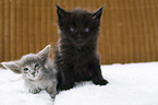 Oriental Longhair Kitten with Maine Coon Kitten