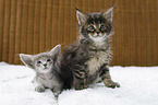 Oriental Longhair Kitten with Maine Coon Kitten