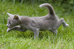 walking Oriental Longhair Kitten