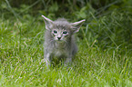 standing Oriental Longhair Kitten
