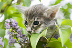 Oriental Longhair Kitten