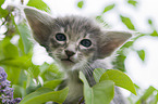 Oriental Longhair Kitten