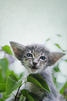 Oriental Longhair Kitten