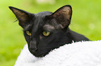 Oriental Longhair Cat Portrait