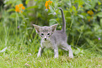 Oriental Longhair Kitten