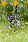 Oriental Longhair Kitten