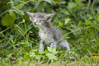 Oriental Longhair Kitten