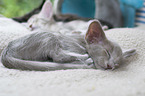 Oriental Shorthair Kitten