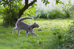 Oriental Shorthair Kitten