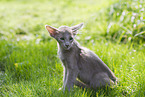 Oriental Shorthair Kitten