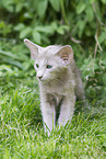 Oriental Shorthair Kitten