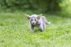 Oriental Shorthair Kitten