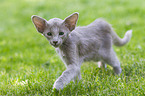 Oriental Shorthair Kitten