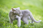 Oriental Shorthair Kitten