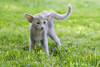 Oriental Shorthair Kitten