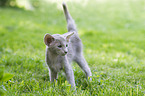 Oriental Shorthair Kitten