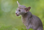 Oriental Shorthair Kitten