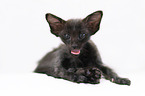 Oriental Shorthair